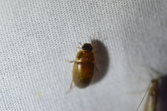 Cymbiodyta bifidus