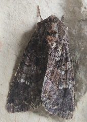 Apamea plutonia