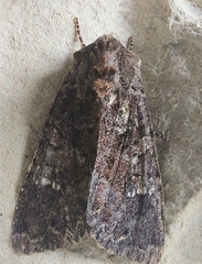 Apamea plutonia