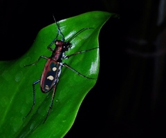 Cosmodela aurulenta aurulenta