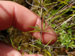 Coprosma elatirioides