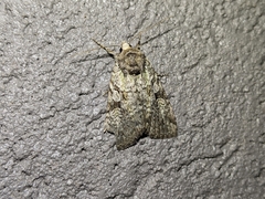 Anaplectoides pressus