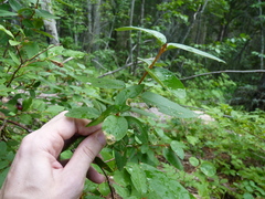 Puccinia caricis-shepherdiae