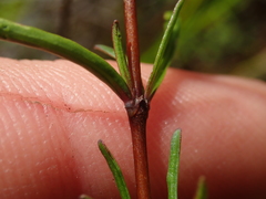 Coprosma elatirioides