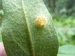 Puccinia caricis-shepherdiae