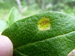 Puccinia caricis-shepherdiae