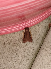 Ochropleura implecta