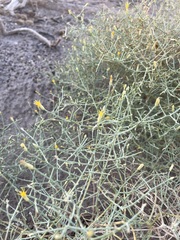 Leucosyris carnosa
