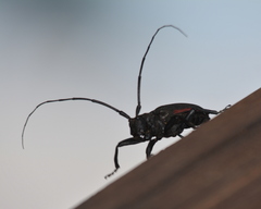 Ceroplesis ferrugator