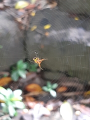 Leucauge fastigata