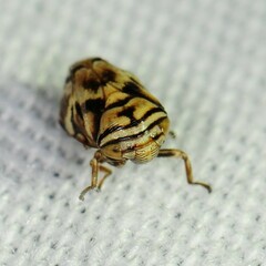 Clastoptera arborina