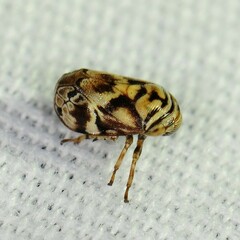 Clastoptera arborina