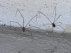 Crossopriza