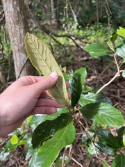 Gmelina leichhardtii