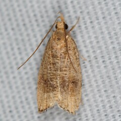 Psilocorsis cryptolechiella