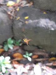 Leucauge fastigata