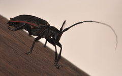 Ceroplesis ferrugator