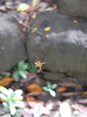 Leucauge fastigata