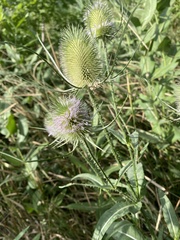 Dipsacus fullonum