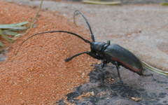 Ceroplesis ferrugator