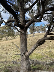 Eucalyptus caliginosa