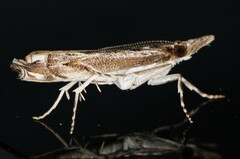 Prionapteryx achatina