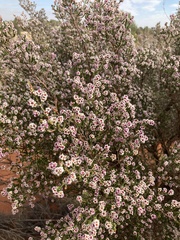 Thryptomene