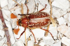 Polyphylla variolosa