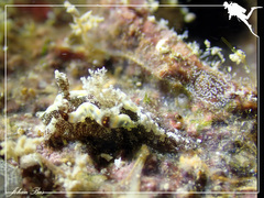 Goniodoris joubini
