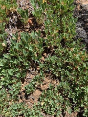 Trifolium parryi