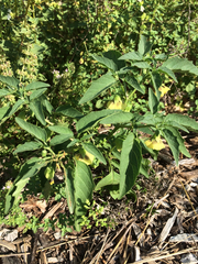 Physalis longifolia subglabrata