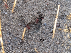 Pogonomyrmex salinus