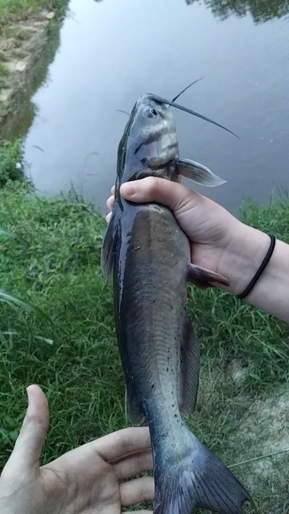 Channel Catfish from Kingwood, Houston, TX, USA on May 30, 2021 by