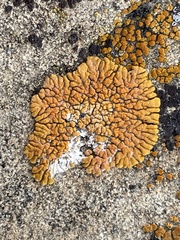 Xanthomendoza trachyphylla