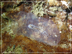 Acotylea