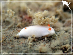 Verconia simplex