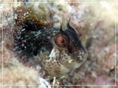 Parablennius