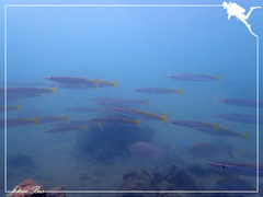 Sphyraena flavicauda