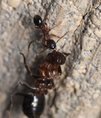 Formica sanguinea