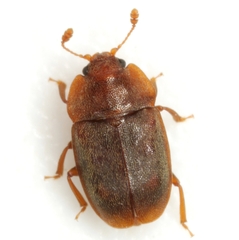 Epuraea rufa