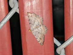 Macaria adonis