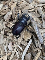 Lucanus mazama