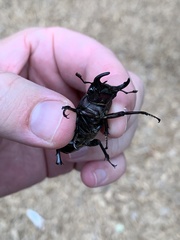 Lucanus mazama