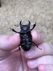 Lucanus mazama