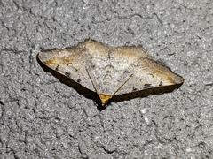 Macaria adonis