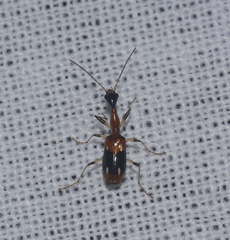 Colliuris