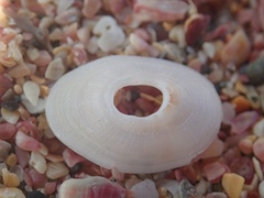 Monodilepas diemenensis