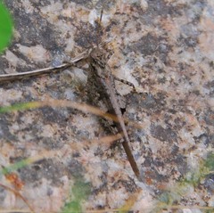 Trilophidia annulata