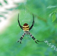 Argiope amoena