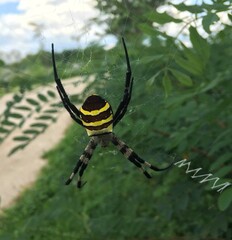 Argiope amoena